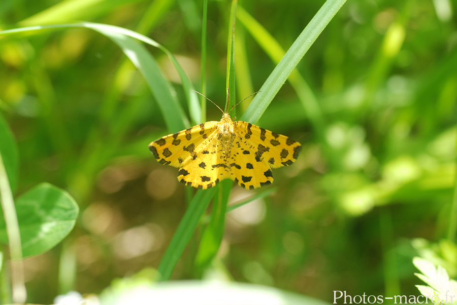 Pseudopanthera macularia